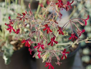Pelargonium sidoides