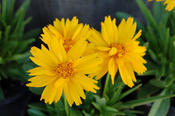 Coreopsis 'Early Sunrise'