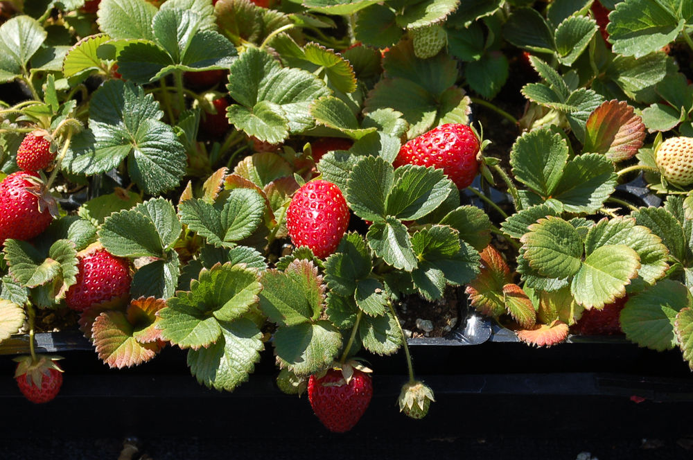 Strawberry ‘Sequoia’ Fragaria ananassa