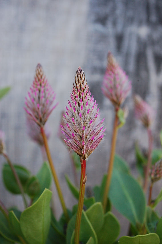 Ptilotus exaltus 'Joey' (Mula Mula)