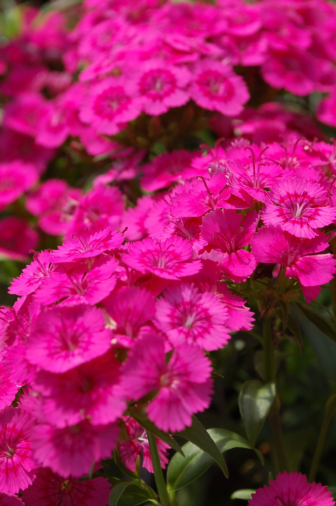 Dianthus Barbatus Interspecific Jolt Pink 