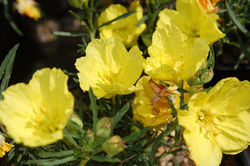 Calylophus drommondii