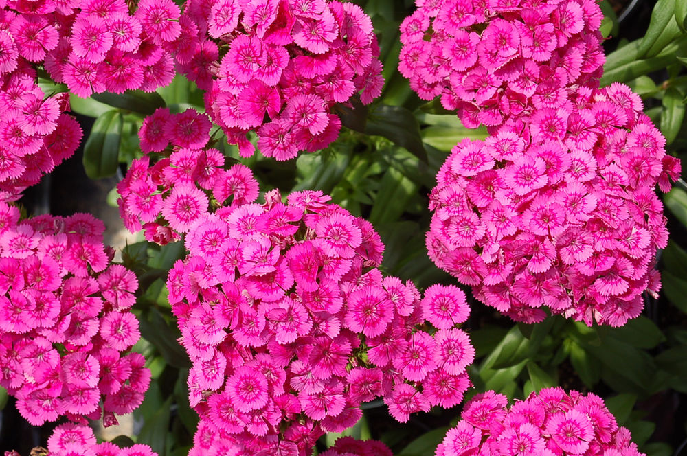 Dianthus Barbatus Interspecific Jolt Pink 
