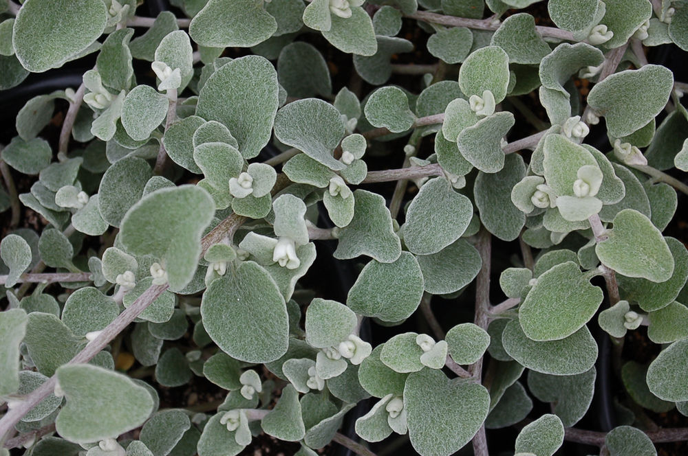 Helichrysm petiolare ‘White Licorice’
