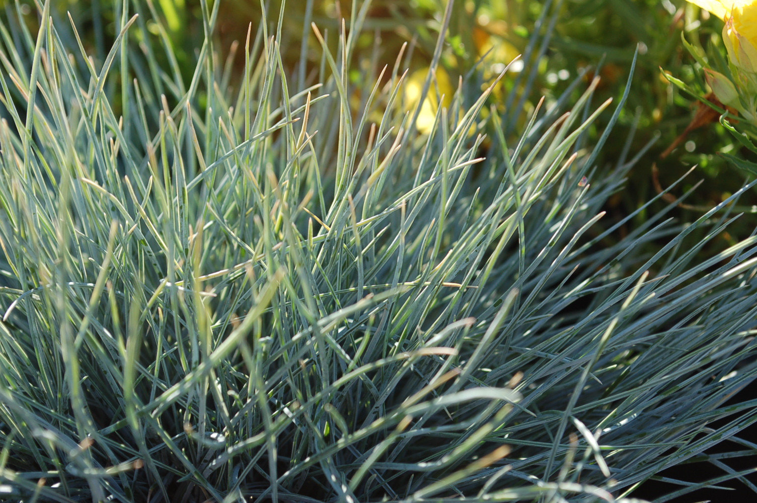 Festuca glauca ‘Beyond Blue’ (‘Beyond Blue’ Fescue)