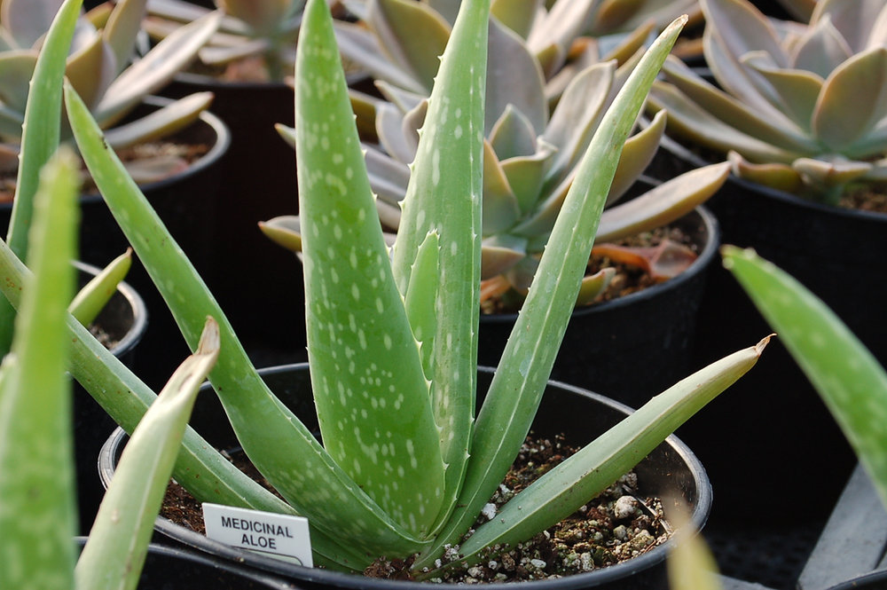 Aloe Vera