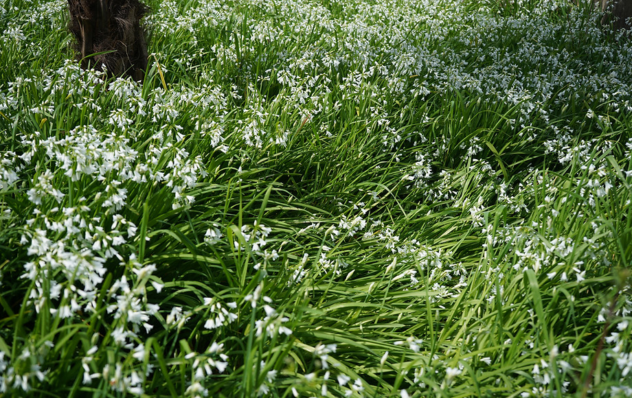 Art book. Germination