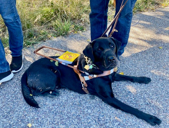 A guide dog lies down for a moment on a day of adventure in Jackson Hole