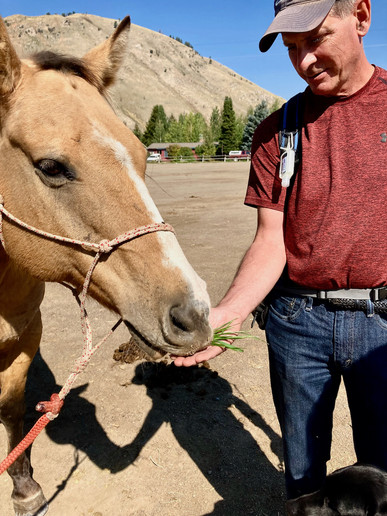 Guest in Jackson Hole feeds a horse from his hand on a sunny day