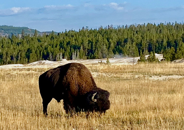 A wild bison grazes on a wide yellow field in Yellowstone