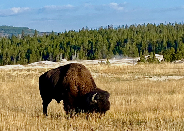 A wild bison grazes on a wide yellow field in Yellowstone
