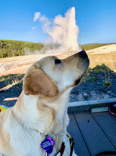 A guide dog takes in the smells of Yellowstone National Park