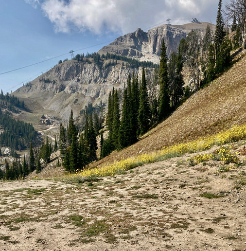 A view from below looking up at the mountain face with Jackson Hole's infamous Corbet's Couloir on a sunny day.
