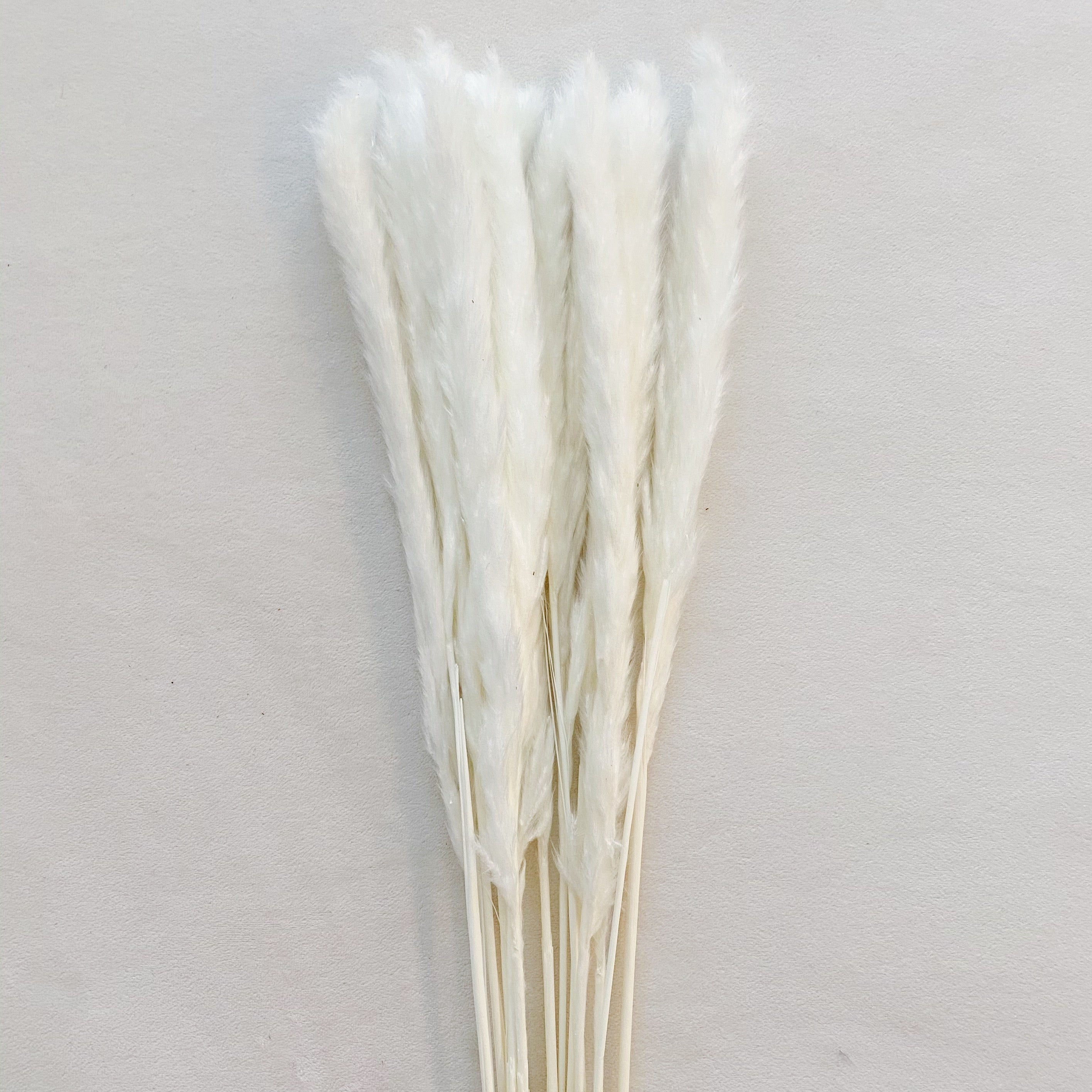 “Freshly preserved pampas stems for natural home decor in vases and boho arrangements.”