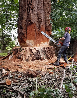 Abattage-arbre.jpg