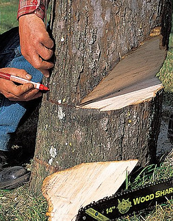 abattre-arbre-245-p6-l528-h0.jpg