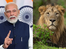 PM Modi praises Lion conservation efforts on World Lion Day, Highlights rising Lion population in Gir