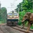 Assam: Seven Elephants Killed as Rajdhani Express Hits Herd