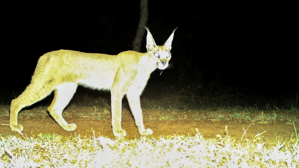 Rare wild cat Caracal spotted in Kuno National Park after several decades