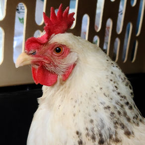 Helping Chickens Through Respiratory Illness