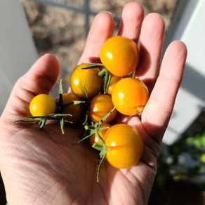 Saving Tomato Seeds
