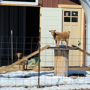The First 168 Hours. (With Goats)