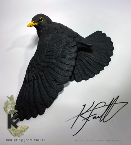 Blackbird male | K.F.Studios