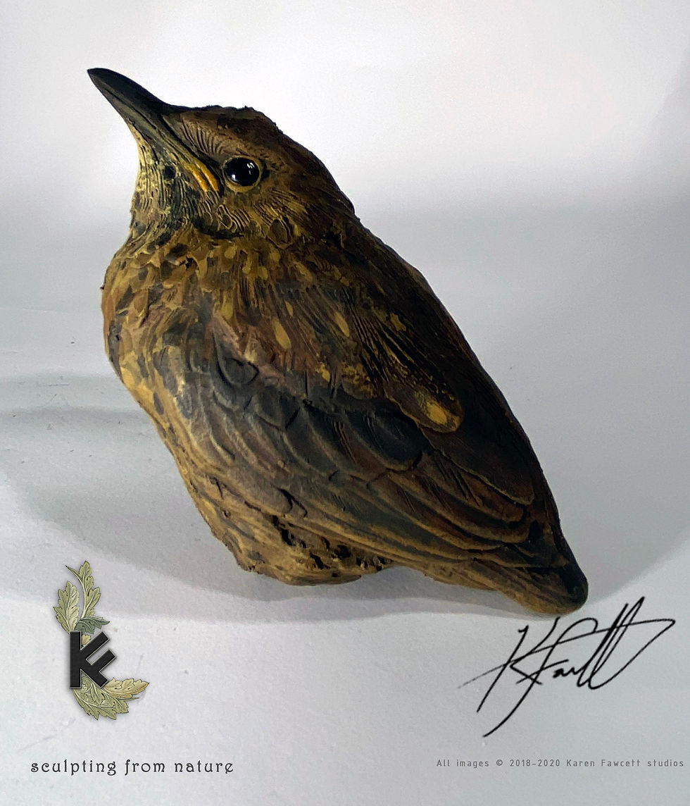 Thumbnail: blackbird Baby (Chick)
