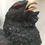 Thumbnail: Capercaillie