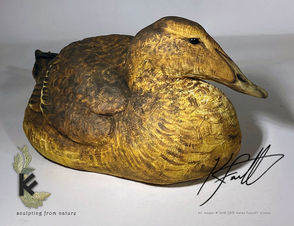 Thumbnail: Eider