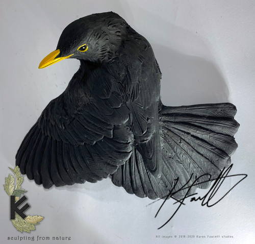 Blackbird male | K.F.Studios