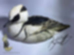 Thumbnail: Smew