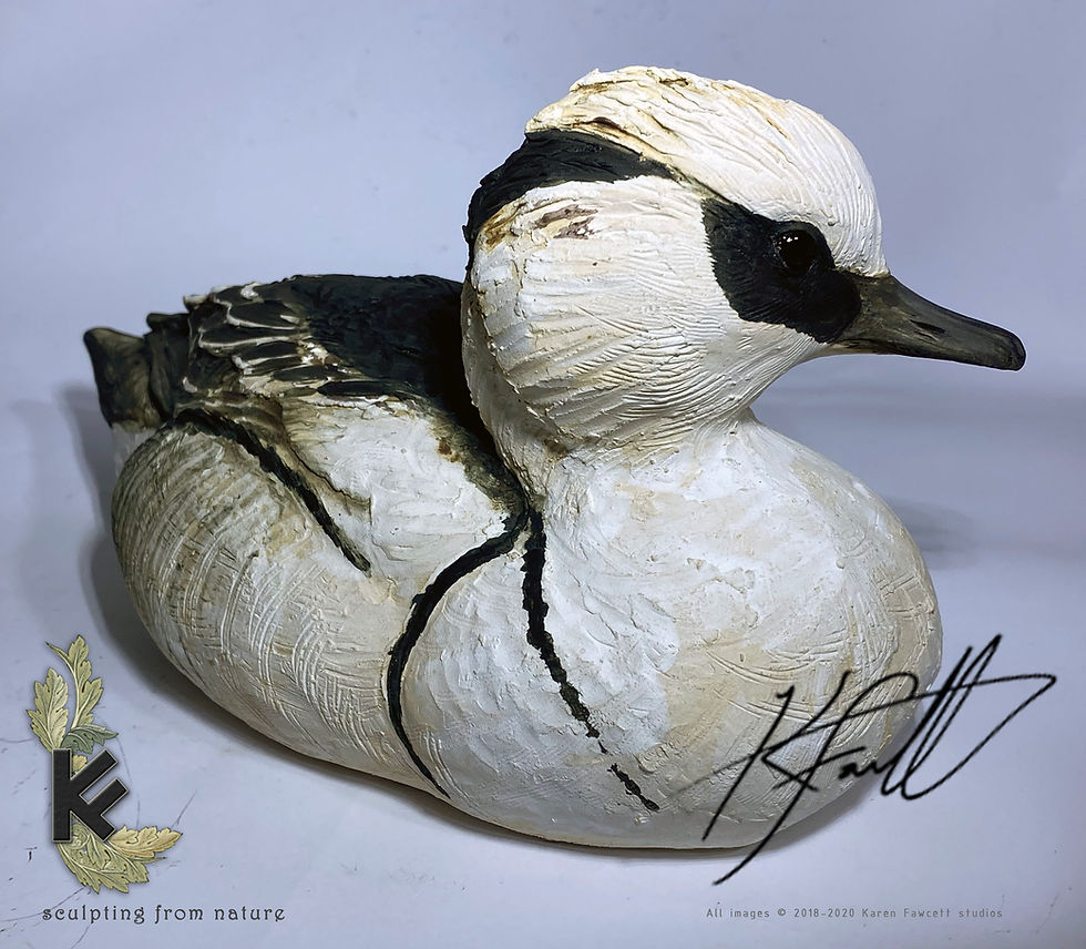 Thumbnail: Smew