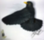 Thumbnail: Blackbird male