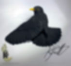 Thumbnail: Blackbird male