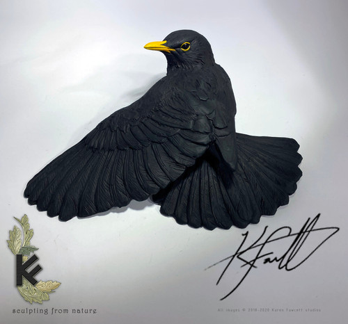 Blackbird male | K.F.Studios