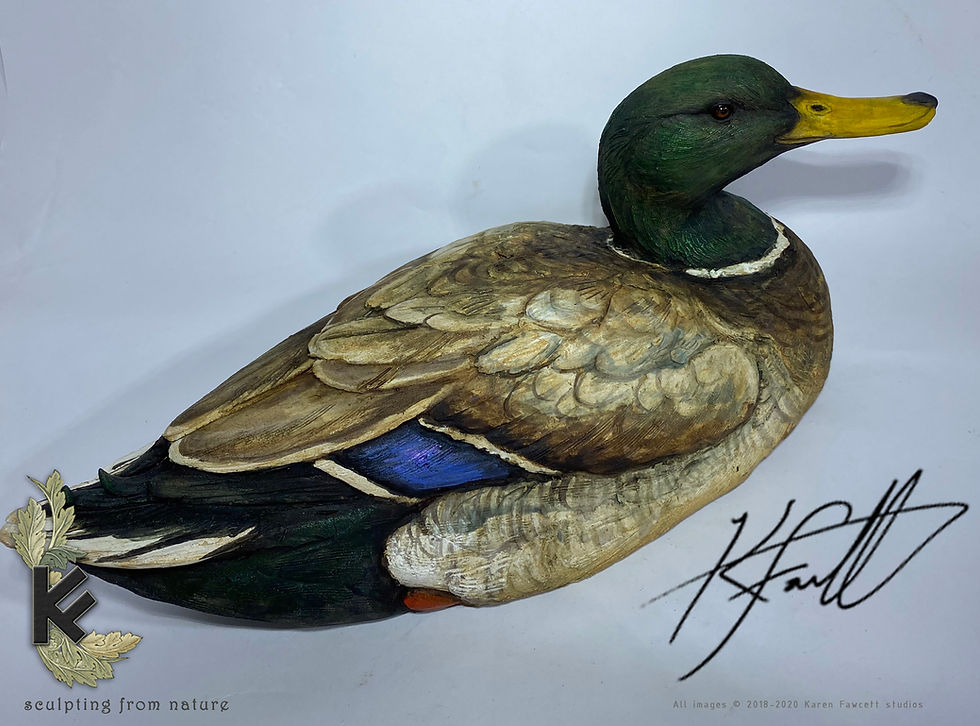 Thumbnail: Mallard Duck