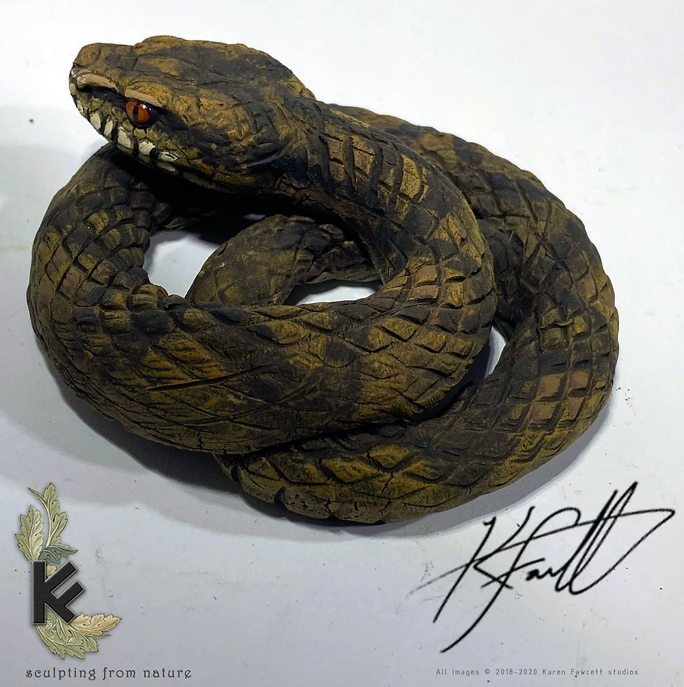 Thumbnail: Adder (youngster)