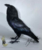Thumbnail: Raven