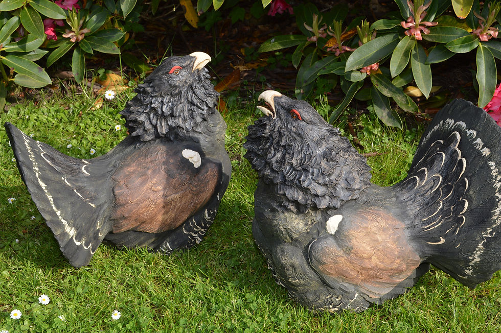 Thumbnail: Capercaillie