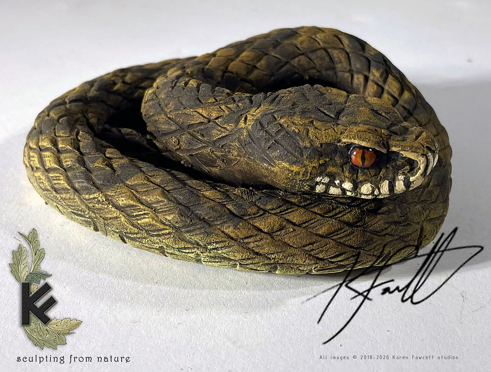 Thumbnail: Adder (youngster)