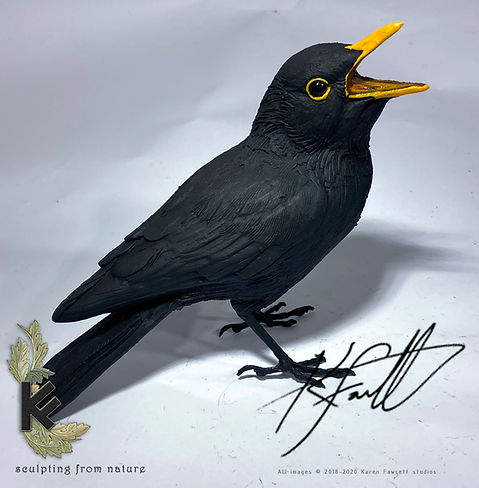 Blackbird male | K.F.Studios
