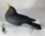 Thumbnail: Blackbird male