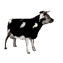 graphics-cows-635286.gif