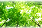 背景_森.png