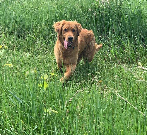 TIN STAR K9 - Training.jpg