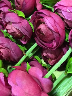 Ranonculus