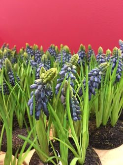 Blauw druifje
