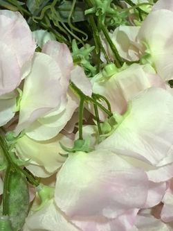 Sweet pea