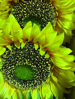 Zonnebloem
